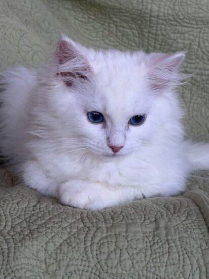 Available Ragdoll Kitten Riverside CA