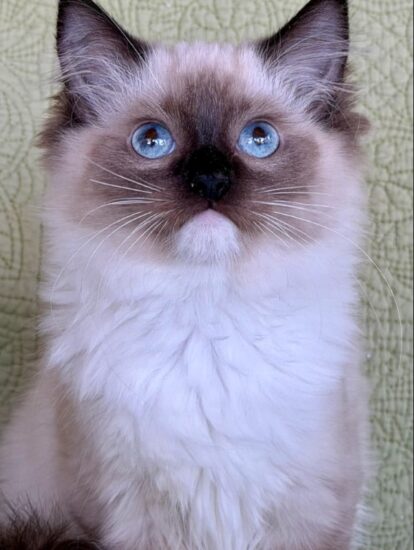 Available Ragdoll Kitten Riverside CA