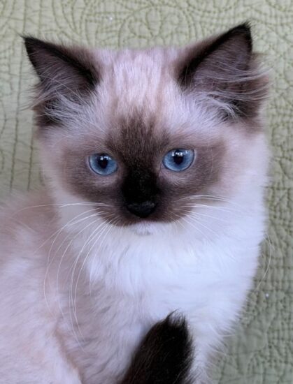 Available Ragdoll Kitten Riverside CA