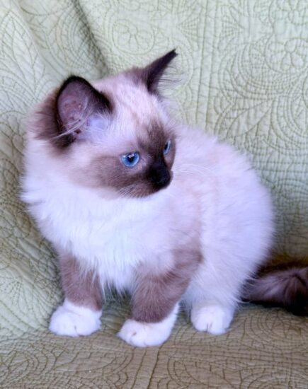 Available Ragdoll Kitten Riverside CA