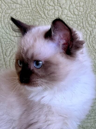 Available Ragdoll Kitten Riverside CA