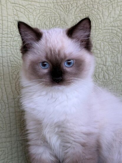 Available Ragdoll Kitten Riverside CA