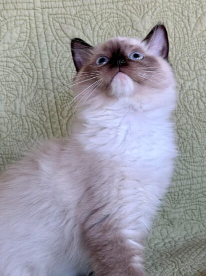 Available Ragdoll Kitten Riverside CA