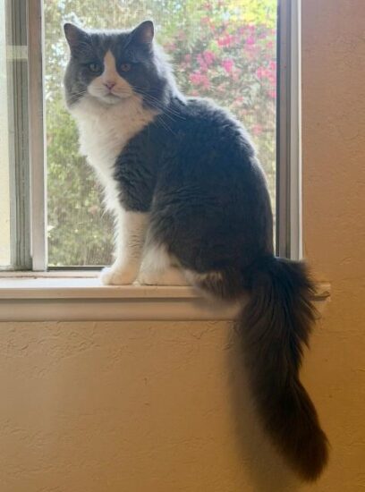 Available Ragdoll kittens Norco, CA