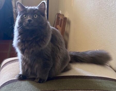 Available Ragdoll kittens Norco, CA