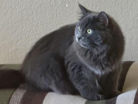 Available Ragdoll kittens Norco, CA