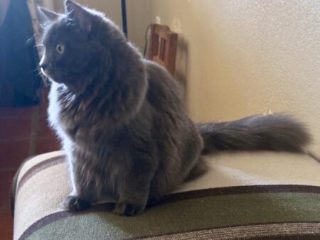 Available Ragdoll kittens Norco, CA
